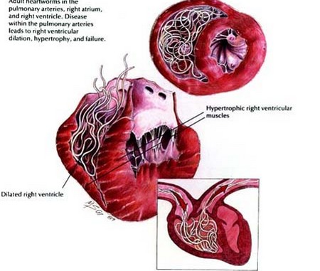 will ivomec kill heartworms in dogs